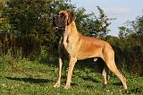 DOGUE ALLEMAND 352